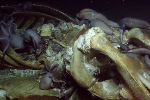 Kraken onion 2024